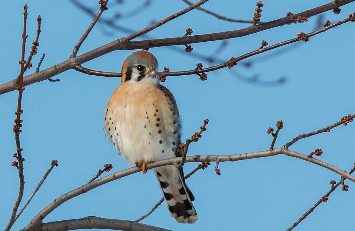 American kestrels